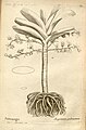 Angraecum palmiforme (as syn. Angraecum palmatum) plate 69 in: A.A. Du Petit-Thouars: Histoire particulière des plantes Orchidées (1822)