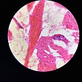 Histologi Otot