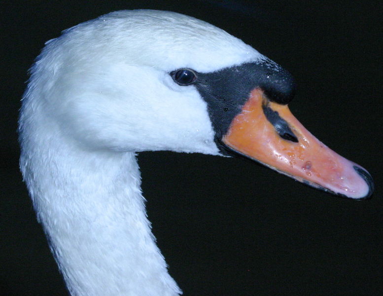 File:Hoeckerschwan swan C olor.jpg