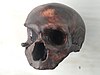 Crâne d'Homo neanderthalensis - Naturmuseum Freiburg - DSC06766.jpg