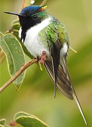 Horned Sungem, Chapada Diamantini, Bahia Brazil (cropped).jpg