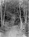 Horse-drawn carriage on Woodman-Chimacum road through forest, May 30, 1899 (WASTATE 2560).jpeg