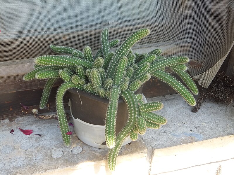 File:Household cactus (16072284917).jpg