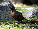 aves De Argentina