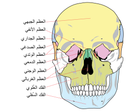 عظام الوجه.