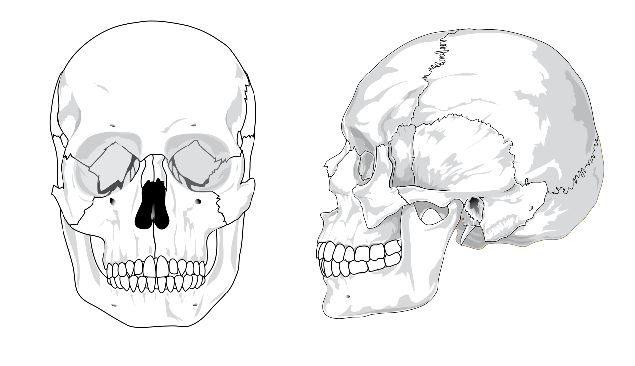 Skull and Bones - Wikipedia