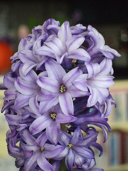 File:Hyacinth Jacynthe1.JPG