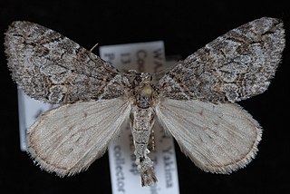 <i>Hydriomena edenata</i> Species of moth