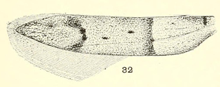 <i>Hypatopa spretella</i> Species of moth