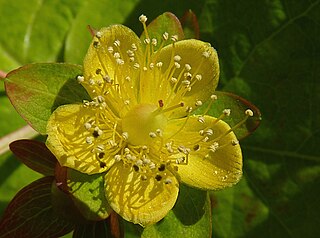 <i>Hypericum × inodorum</i> nothospecies of flowering plant in the St Johns wort family Hypericaceae