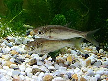 Silver carp Hypophthalmichthys molitrix.jpg