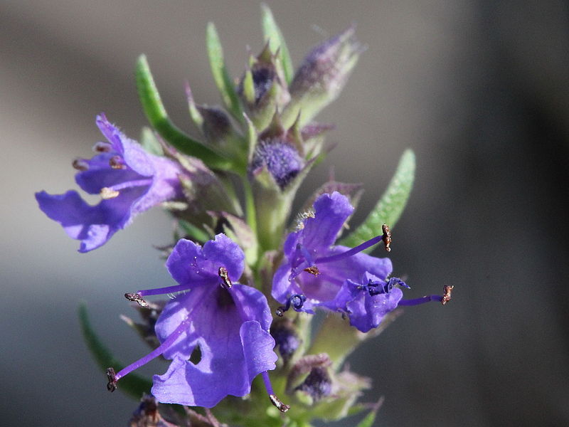 File:Hyssopus officinalis HC1.jpg