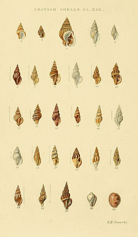 Tập_tin:Illustrated_Index_of_British_Shells_Plate_19.jpg