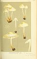 Illustrations of British Fungi (Hymenomycetes), to serve as an atlas to the "Handbook of British Fungi" (Pl. 401) (8723386796).jpg
