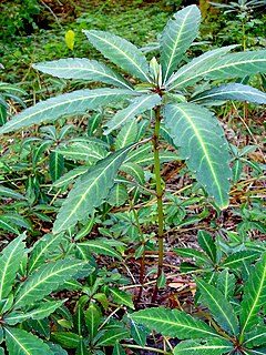 <i>Impatiens omeiana</i> Species of flowering plant