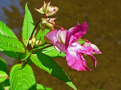 Impatiens glandulifera Flower