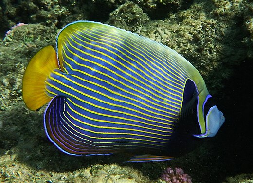 Imperator-Kaiserfisch (Pomacanthus imperator). Aufgenommen im Roten Meer , Ägypten, Marsa Alam. Hotel The Three Corners Equinox Beach Resort, House Reef.