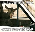 In Soviet Russia, goat moves car.jpg