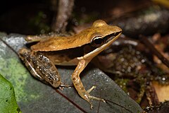 Description de l'image Indosylvirana indica - Shreeram MV - Agumbe.jpg.