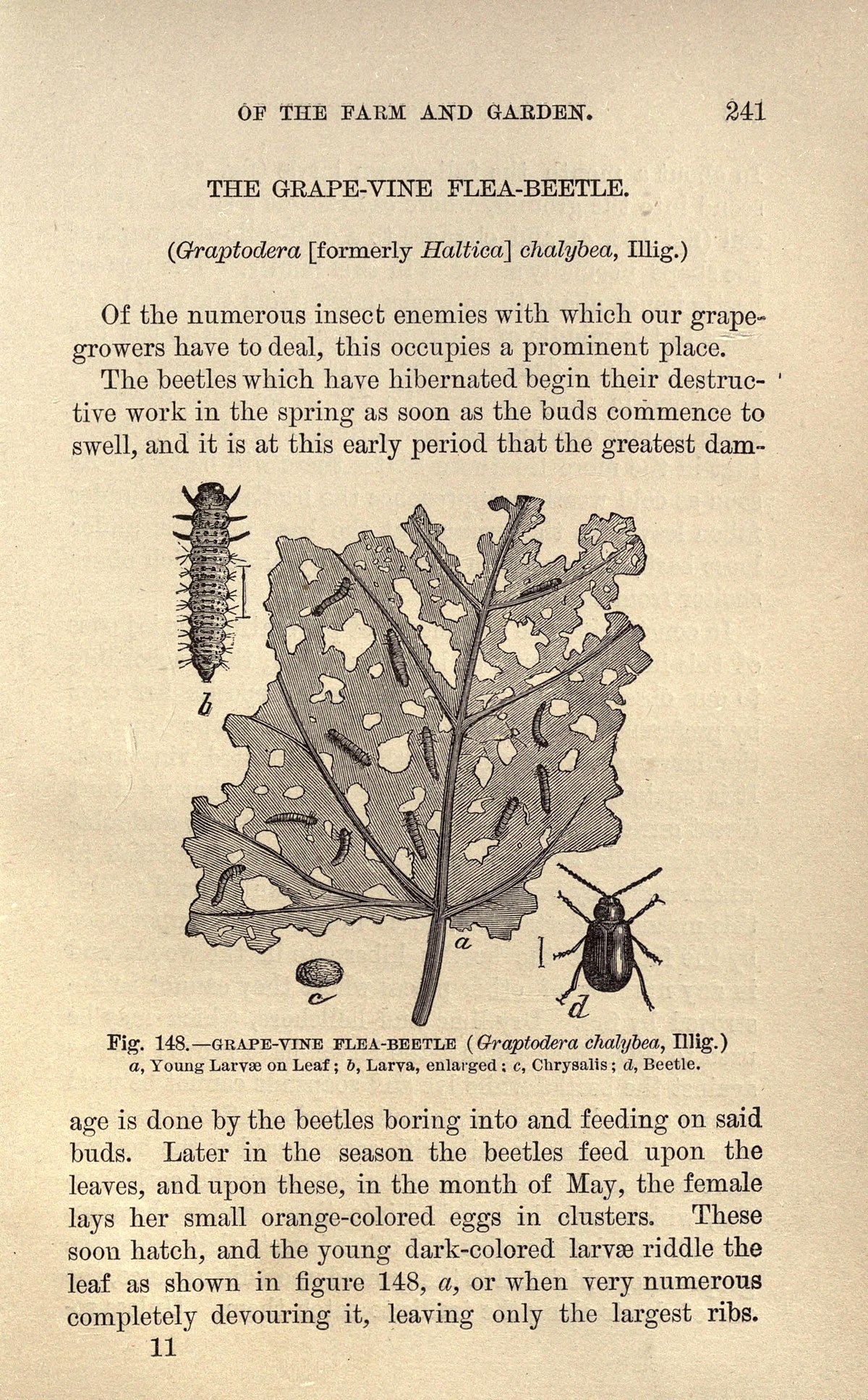 File Injurious Insects Of The Farm And Garden Page 241