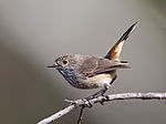 Miniatura para Acanthiza apicalis