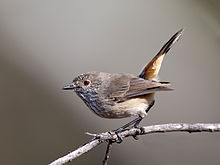 Inland Thornbill (5669197054).jpg