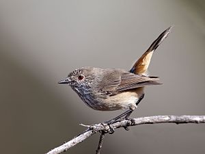 Inland Thornbill (5669197054).jpg