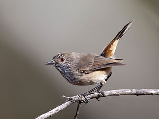 <span class="mw-page-title-main">Inland thornbill</span> Species of bird