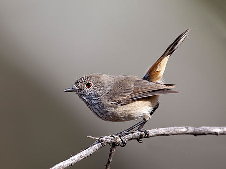 Inland Thornbill (South Australia)