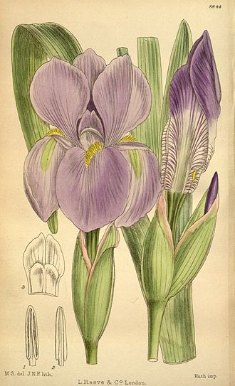 Curtis's Botanical Magazine, London, vol. 146 (Series. 4, vol. 16) Tab. 8844 in 1920 Iris hoogiana 146-8844.jpg