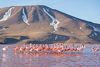 A group of James's flamingoes in Laguna Colorada, Bolivia