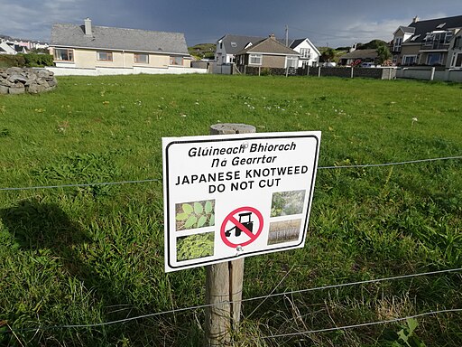 Japanese knotweed warning