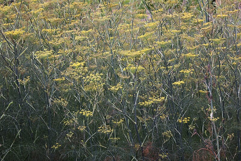 File:Jardins de Valloires à Argoules (Somme) 09.jpg