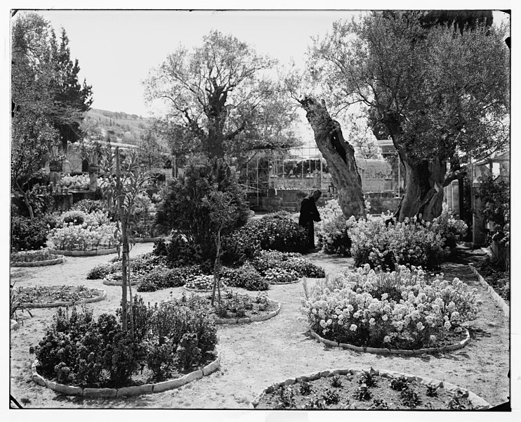 File:Jerusalem (El-Kouds). Old olive tree in Garden of Gethsemane LOC matpc.06701.jpg