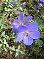 Johnson's Blue, садовий гібрид журавця лучного (Geranium pratense)
