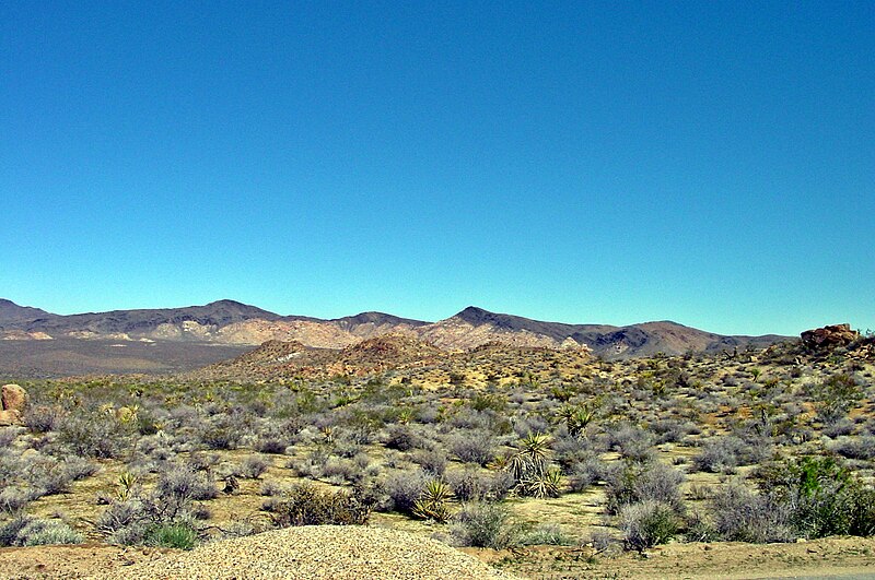 File:Joshua Tree N-P.JPG