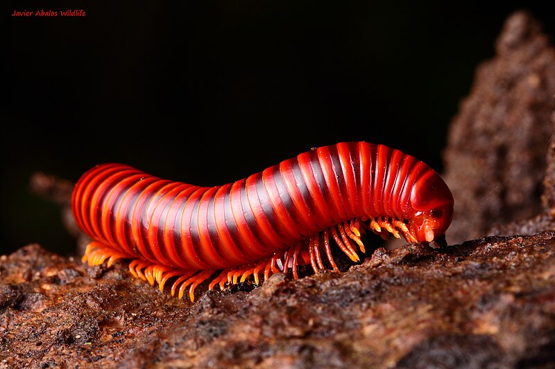 File:Juliform millipede in Mindo, Ecuador. (16601625193).jpg