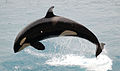Orque sautant hors de l’eau (Orcinus orca). Ce superprédateur peut mesurer plus de 9 mètres et peser plus de 10 tonnes.