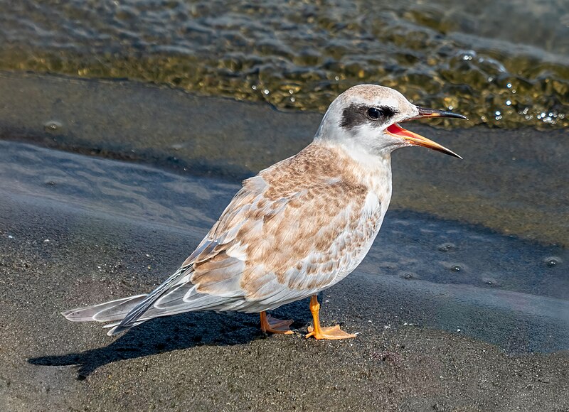 File:Juvenile Forster's tern calling for its parent (96328).jpg