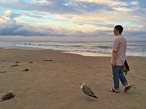 Great Black-Backed Gull