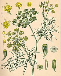 Fenchel