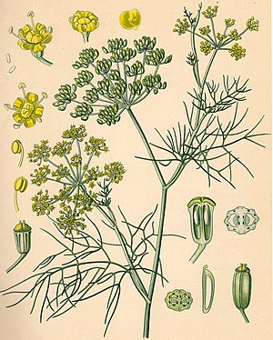 Fennel (Foeniculum vulgare), illustration