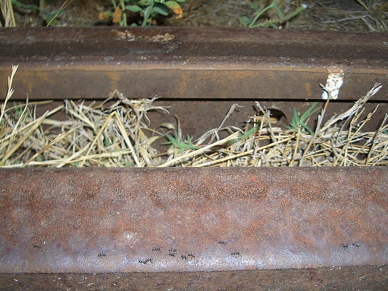 File:Kadina-Ants-run-on-the-rails-0678.jpg