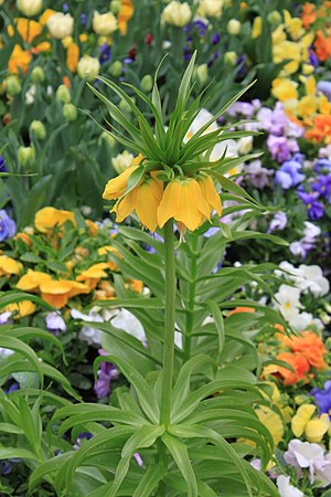 Fritillaria imperialis in a bedding with Viola and Tulipa