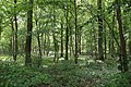 * Nomination Karlstein, "LSG (protected natural area) Lindigwald in der Gemarkung Karlstein", LSG-00293.02, young beech forrest --KaiBorgeest 21:48, 1 August 2020 (UTC) * Promotion  Support Good quality. --MB-one 09:45, 9 August 2020 (UTC)