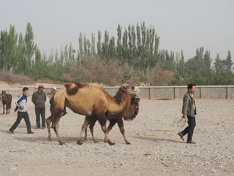 File:Kashgar Sunday Market (24040352295).jpg