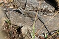 * Nomination: Kashmir Rock Agama photographed at Champadevi, Kathmandu --Shadow Ayush 16:17, 30 July 2023 (UTC) * * Review needed