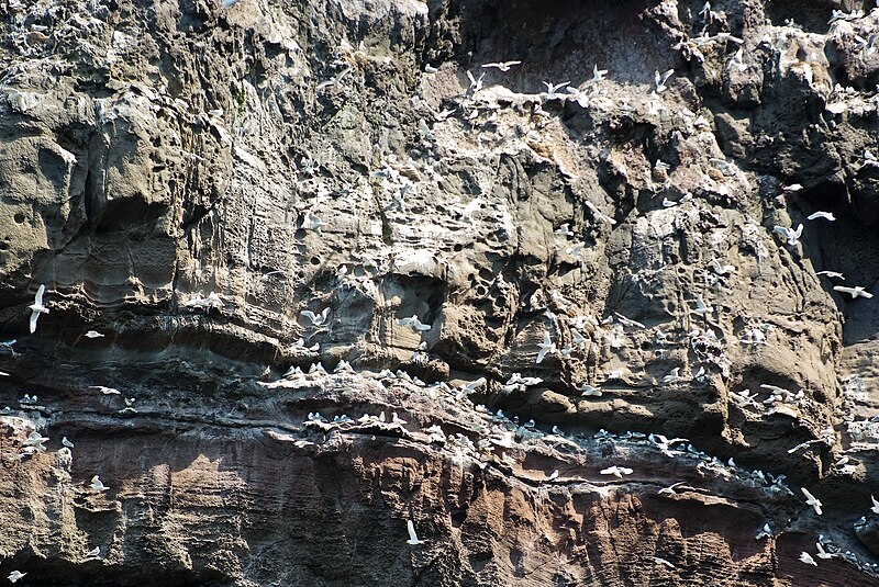 File:Kittiwakes at Kalsoy.jpg