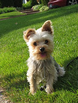 yorkshire terrier teddy bear