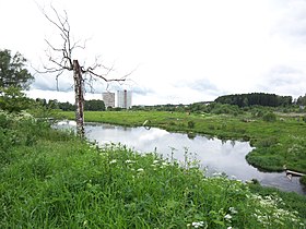 Wiks va Klyazma kuksa